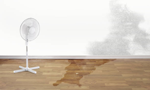 Best Water damage cleanup near me  in Ridgetop, TN