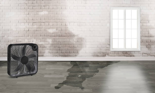 Best Mold removal after water damage  in Ridgetop, TN